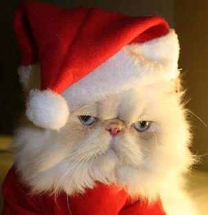 Gatto Natale