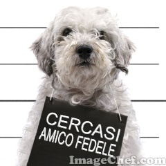 CERCASI AMICO FEDELE