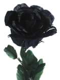 A Black Rose
