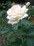 A White Rose 