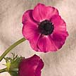 Anemone