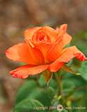 An Orange Rose