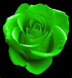 A Green Rose