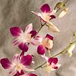 Dendrobium Orchid