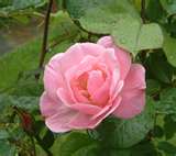 A Pink Rose