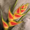 Caribea Heliconia