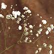 Baby's Breath