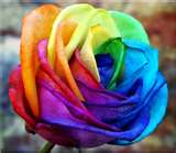 A Rainbow Rose