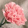 Carnation