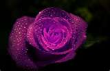 A Purple Rose