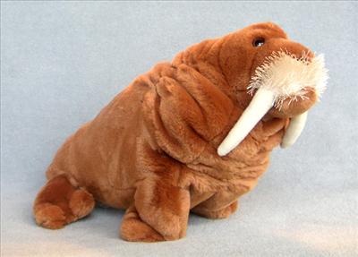 Walrus