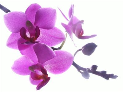 OrcHid