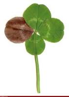 old clover bad luck