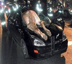 horse in car bad luck