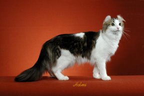 American Curl
