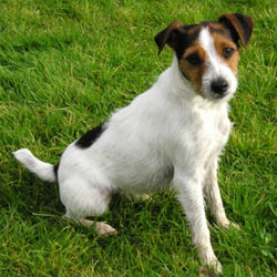 Parson Russell Terrier