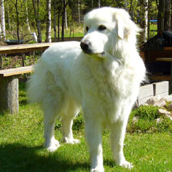 Great Pyrenees