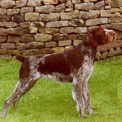 German Wirehaired Pointer