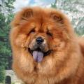 Chow