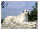 Irish Wolf Hound
