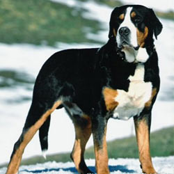 Greater Swiss Mountain Dog