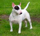 Bull terier