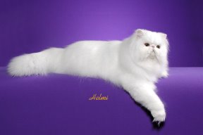 Persian