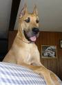 Grate Dane