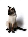 Siamese