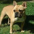 French Bull