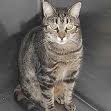 Domestic shorthair