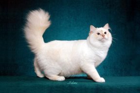 Birman