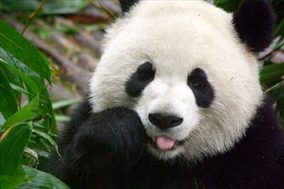 a panda