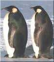 Penguen