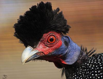 punkish bird