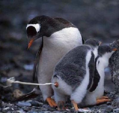 penguin
