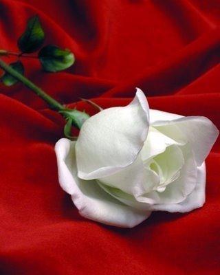wight rose 