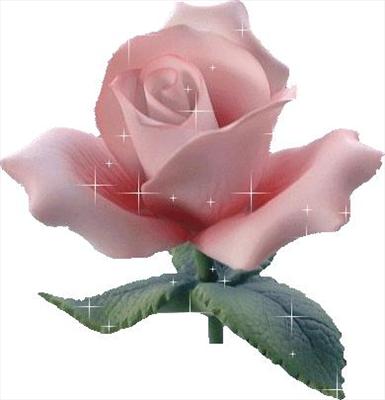 pink rose 
