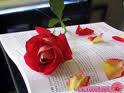rose for the rose