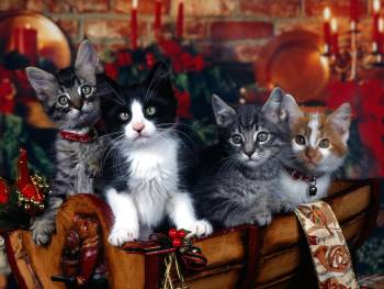 PussyTrio