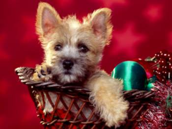 Puppy2