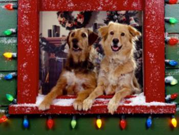 Doggies