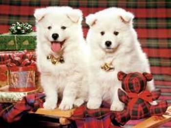 Pups