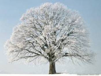 Xmas Tree