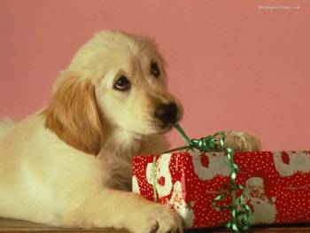 PupPressie