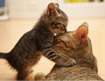 kucing