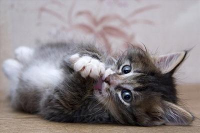 kucing