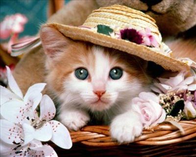 kucing