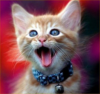 kucing