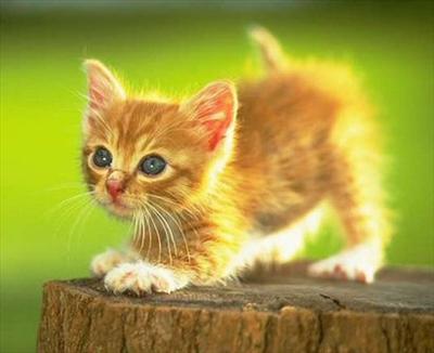 Kitty